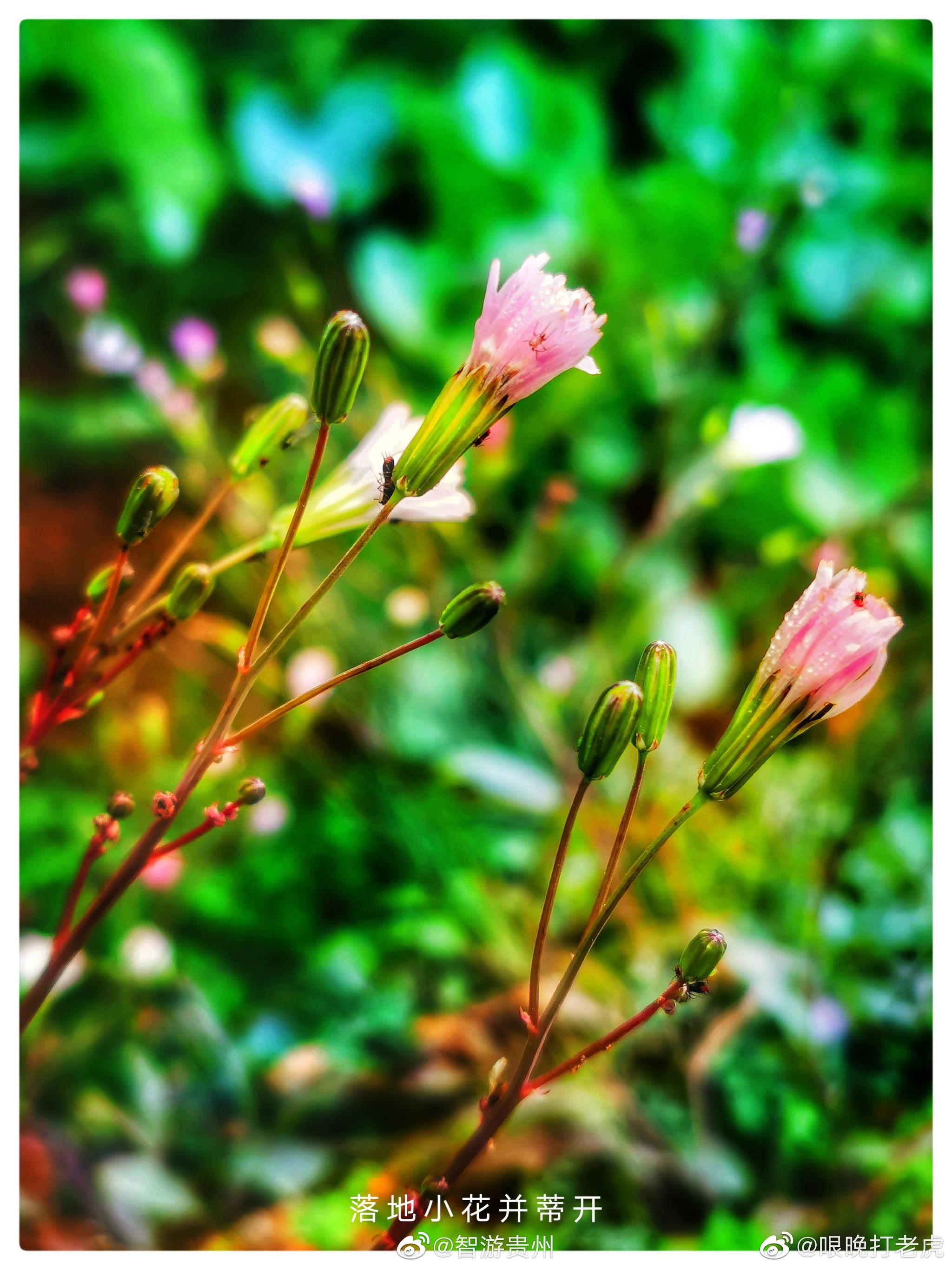 初春的贵州,美丽的风景,每一抹绿色和其他鲜艳的色彩