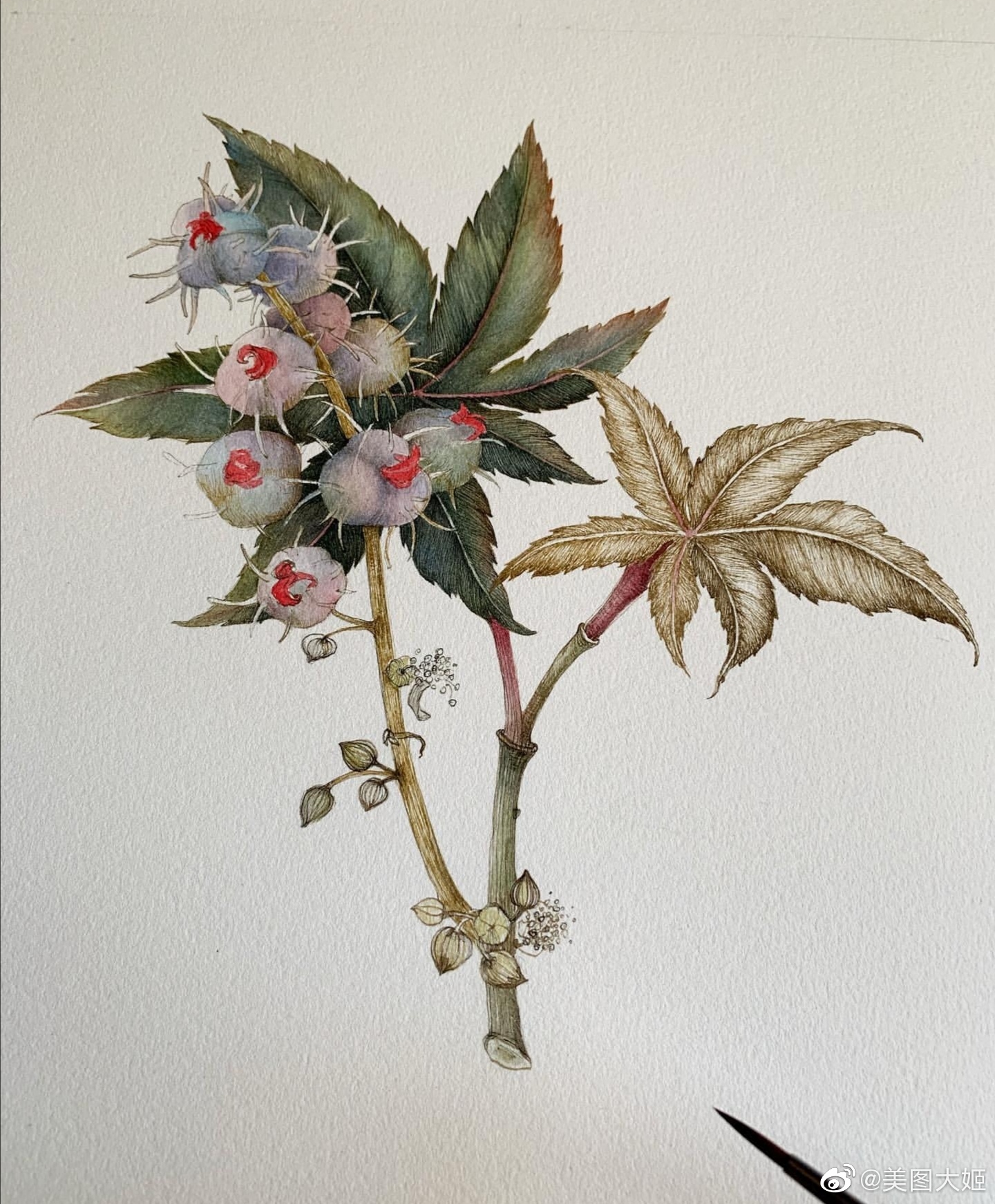 分享一组水彩画 美丽植物艺术家:marinapravnikart