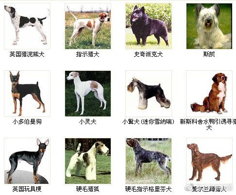 一组图教你认识狗狗的种类!