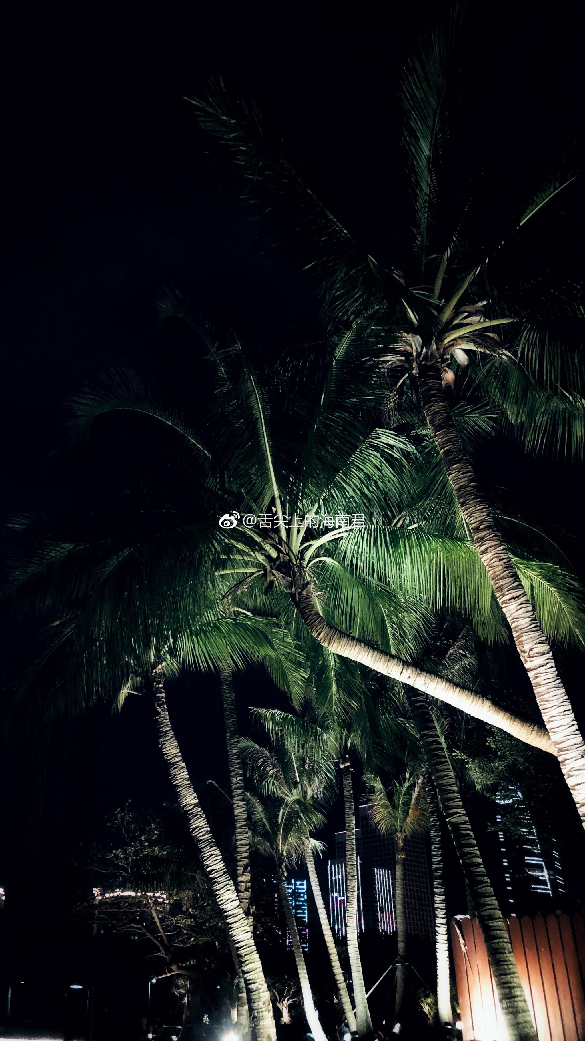 海口的夜色,椰树下的温柔