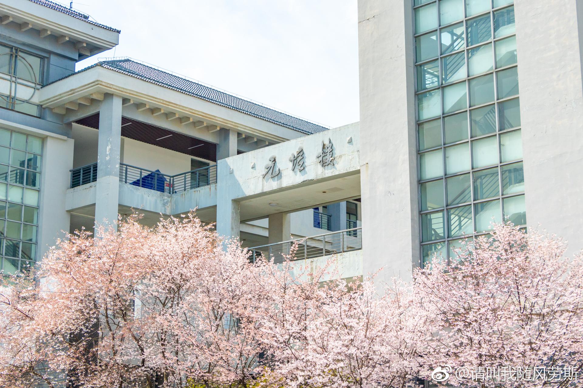 悄咪咪盛开的@南京晓庄学院