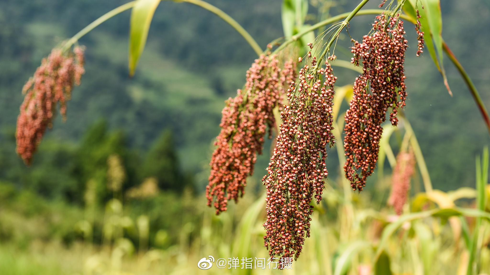 贵州遵义赤水河,不仅有催人振奋的红色精神|红高粱|高粱|种植基地