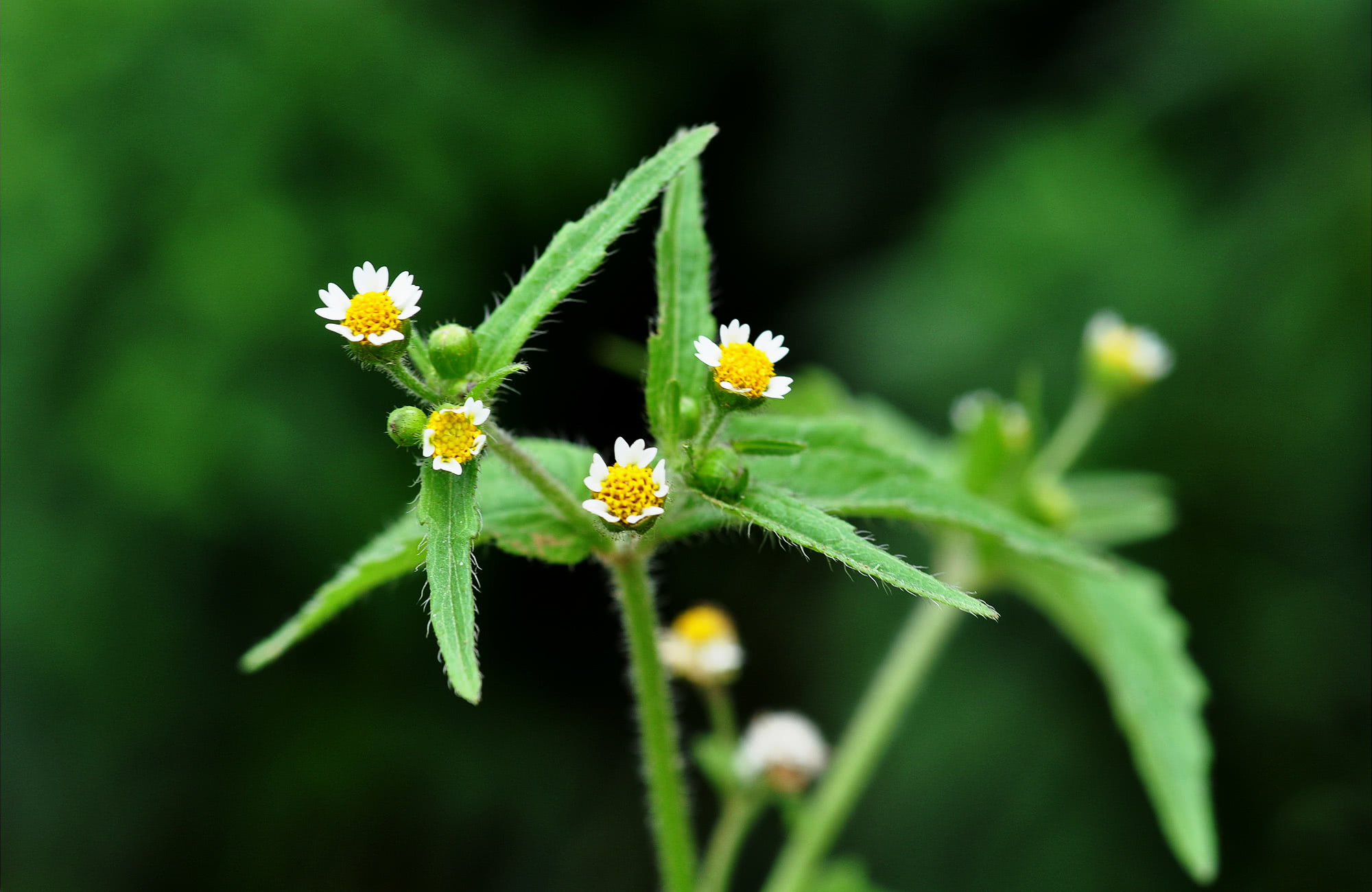 如今在湖北,四川一带,牛膝菊已经成了一种专门种植,用于火锅底料的一