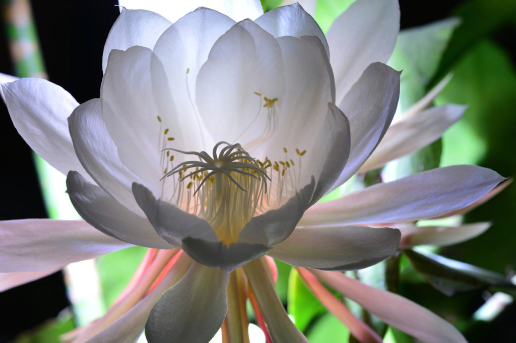 夜阑昙花花未眠._高清图集_新浪网