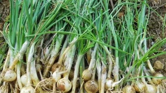 我们都知道大蒜的叶子通常是平的,但这种野生大蒜的叶子像洋葱一样是