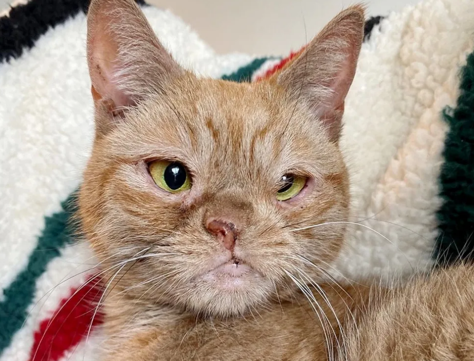 斗鸡眼畸形鼻,橘猫天生丑陋,却也有资格被人关爱