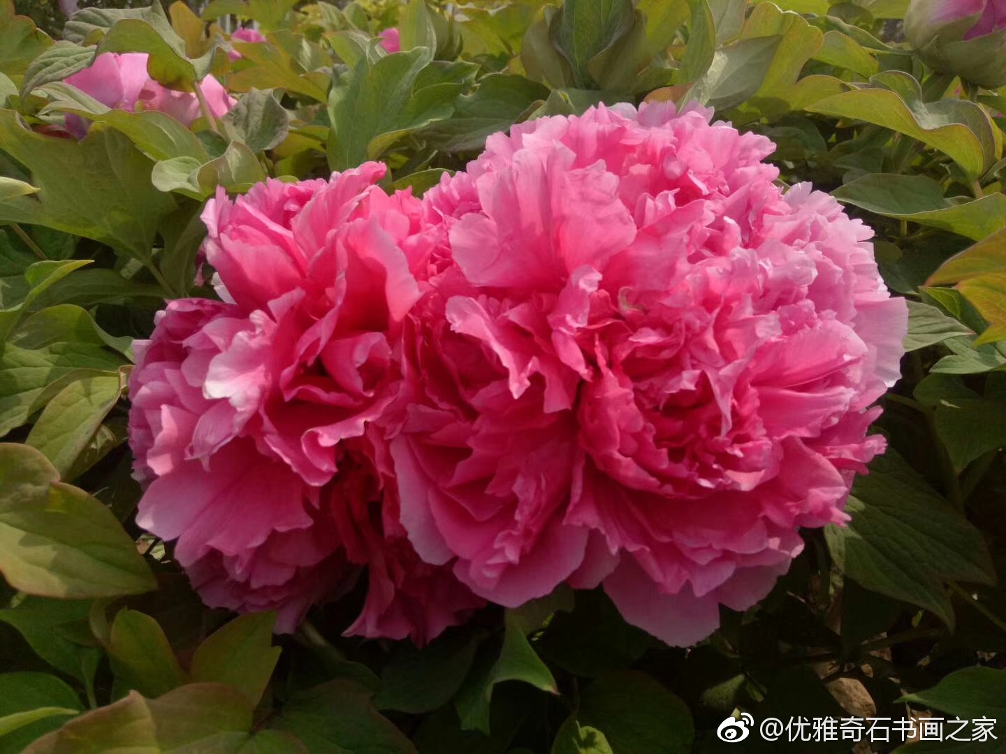 浙江妃子阁百花坊到底是什么？热度为何持续走高