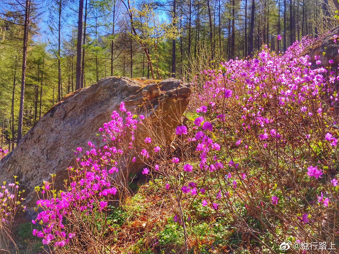 本溪大石湖老边沟风景区万亩杜鹃花海