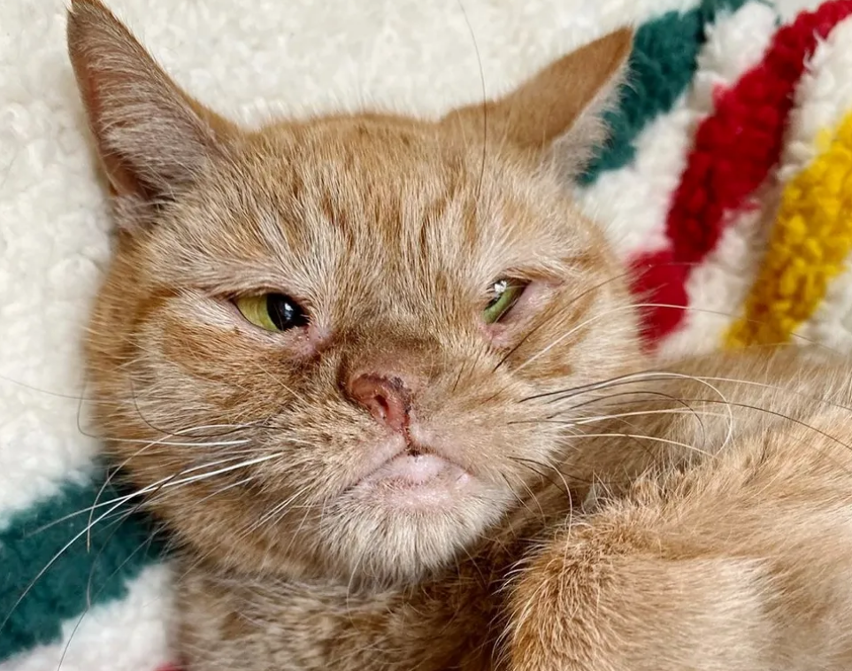 但是这并不能够成为人们丢弃畸形猫咪的理由.