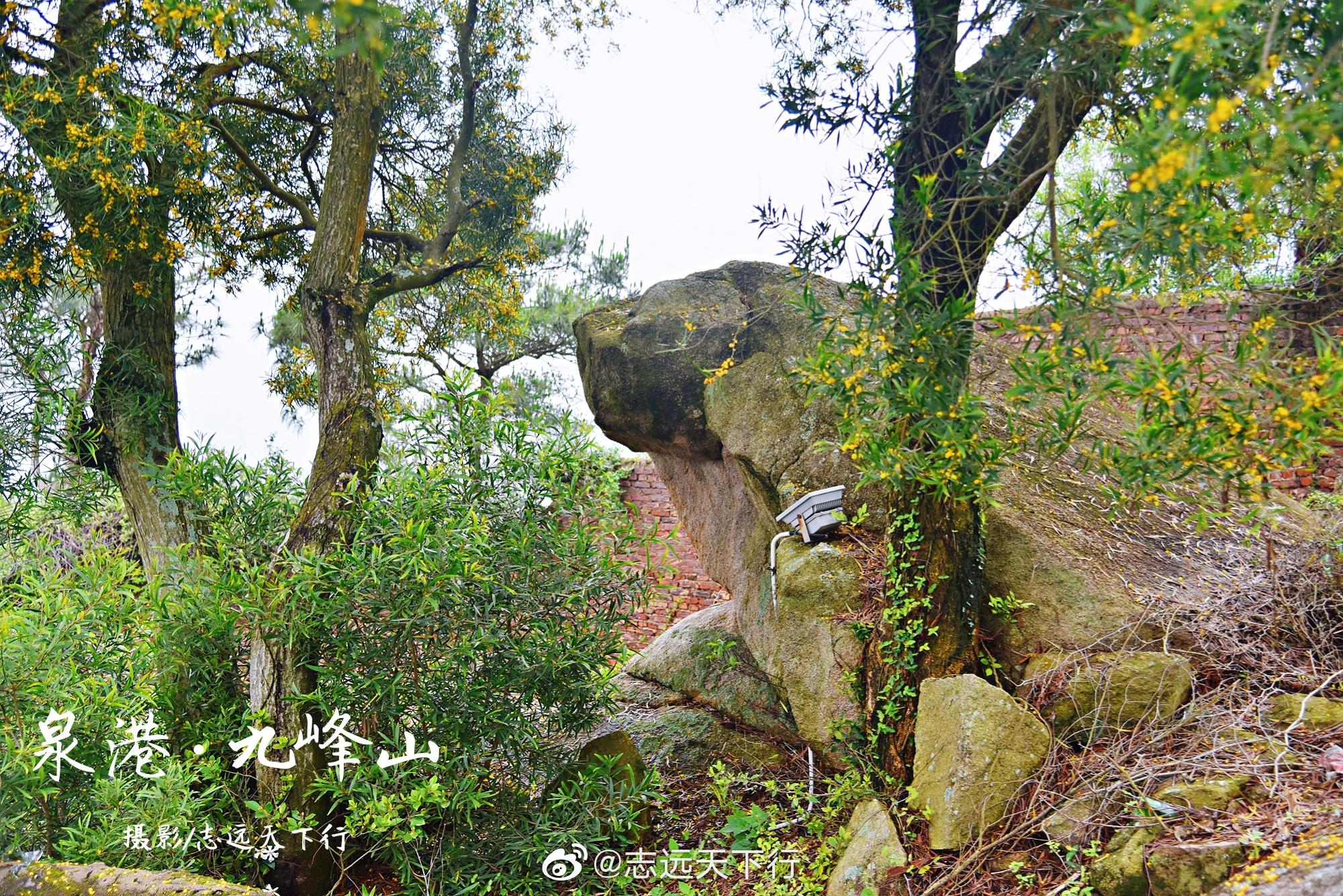 九峰山位于泉港区界山镇鹅头村,海拔仅131米