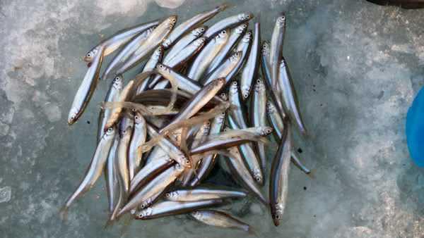 发现一种嘎嘣脆的肉虫用来冰钓黄瓜香鱼