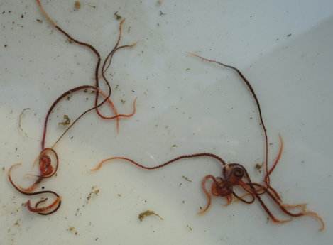 红线虫