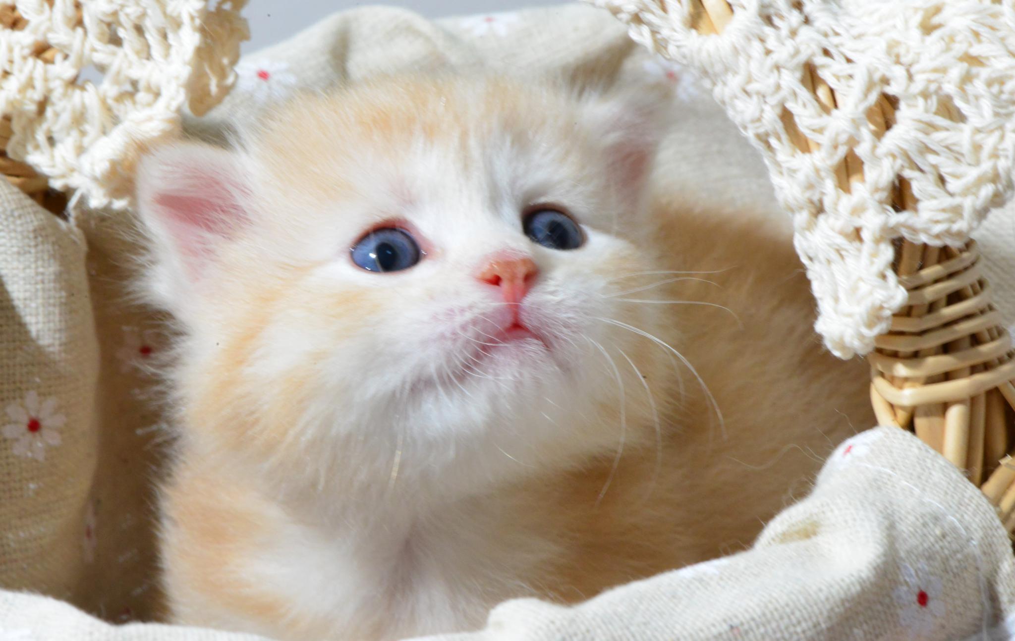 一坨奶黄色小橘猫,图二超委屈在向妈妈告状