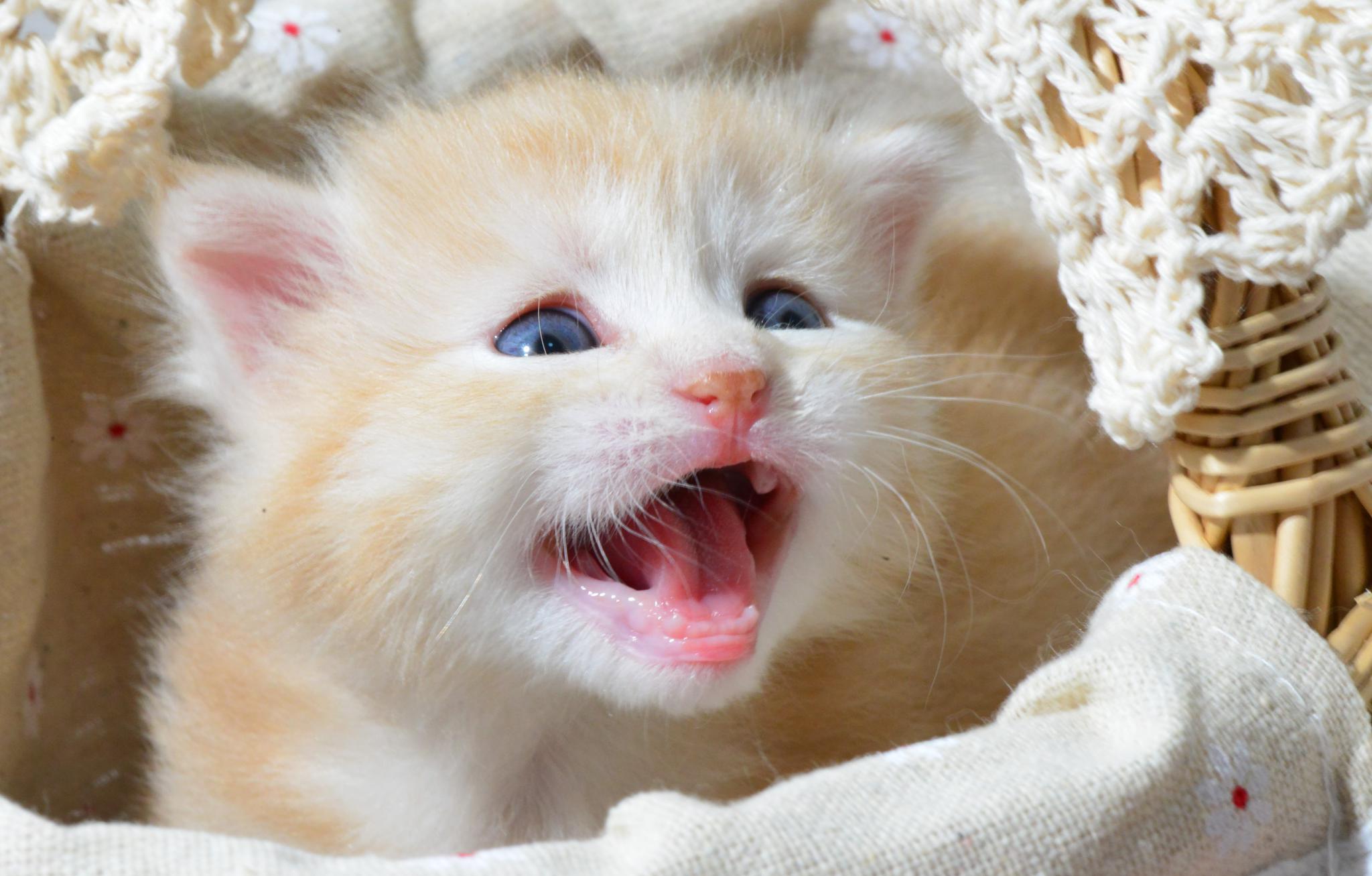 一坨奶黄色小橘猫,图二超委屈在向妈妈告状