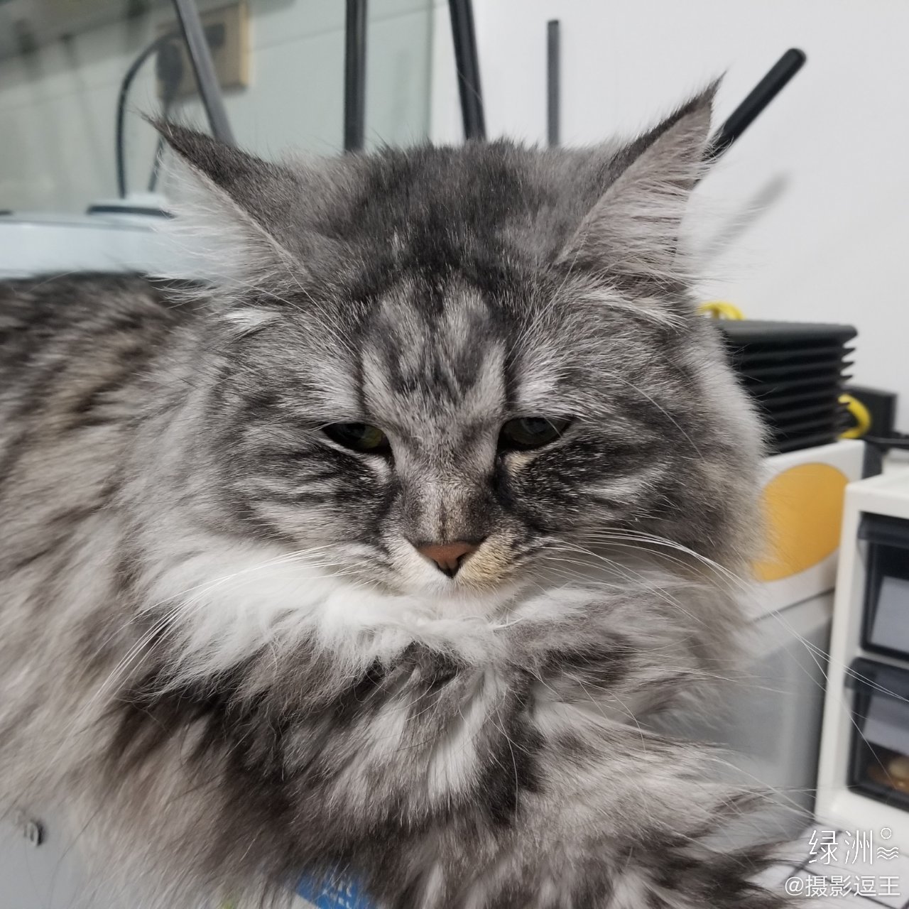 一直超级可爱的玛莎猫 这是真正的玛莎猫咪.