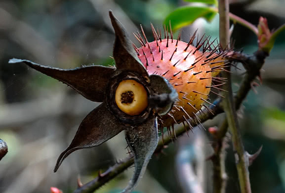 这种长满小刺的野果,以前无人摘来吃,农村小伙采摘回家泡酒