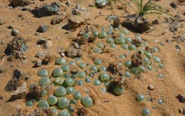 男子到沙漠里寻宝,发现地里埋着一堆宝石,朋友看了后不淡定了