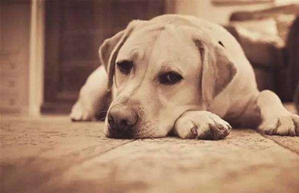 一篇虐心的故事,让你感动,让你流泪,请你珍惜你身边的狗狗!