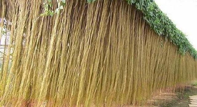 摘完洗净直接煮,比真的面条还好吃|面条|果实|黑板树_新浪新闻