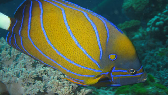 No 471 环纹刺盖鱼 Pomacanthus Annularis 俗称蓝环神仙