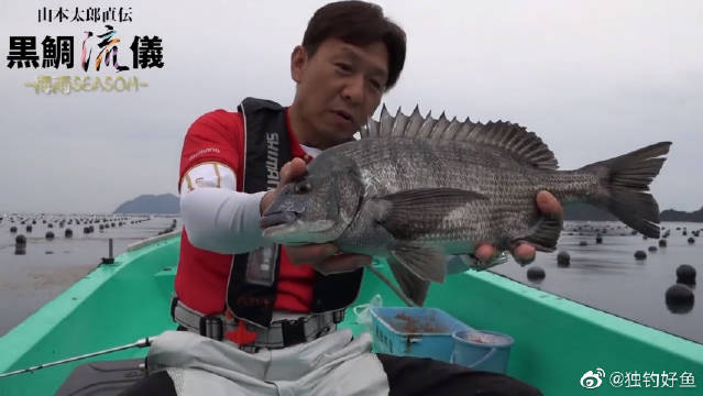 蚝场筏钓黑鲷 养殖区天然饵料多 更容易中鱼 蚝场筏钓黑鲷 养殖区天然饵料多 更容易中鱼