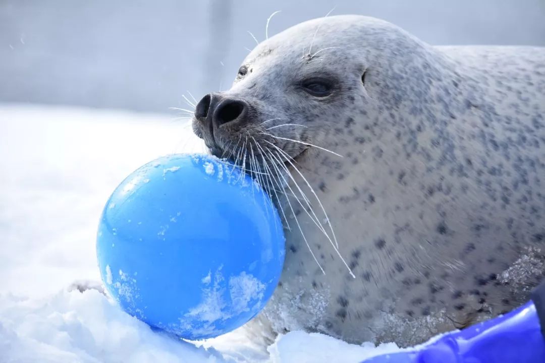 喜欢玩球的斑海豹胖嘟嘟也太可爱了吧