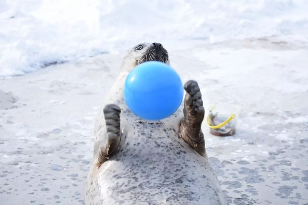 喜欢玩球的斑海豹胖嘟嘟也太可爱了吧
