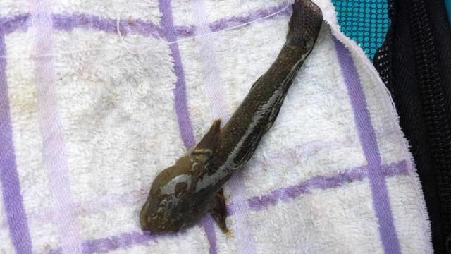 此鱼名叫"爬地虎"头大鱼小,常趴在水底,肚子里没有多少东西