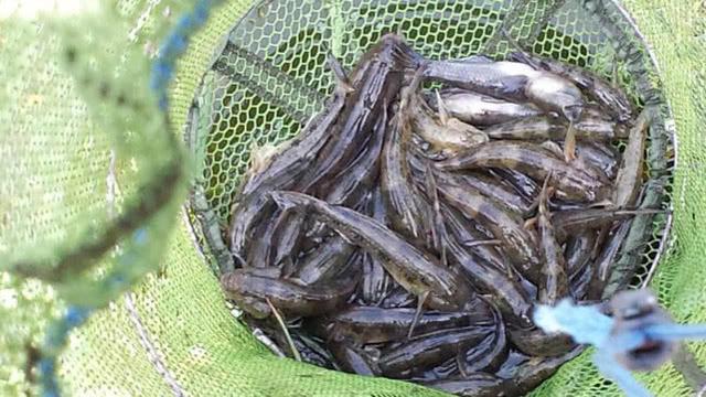 此鱼名叫"爬地虎"头大鱼小,常趴在水底,肚子里没有多少东西