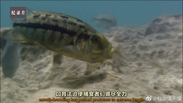 老谋深算的鲶鱼技高一筹暗算慈鲷 慈鲷鱼卵葬身在母亲口中