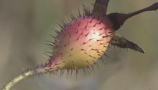 农村1种带刺野果,曾是小孩吃的零食,大人用它泡酒,如今10元1斤