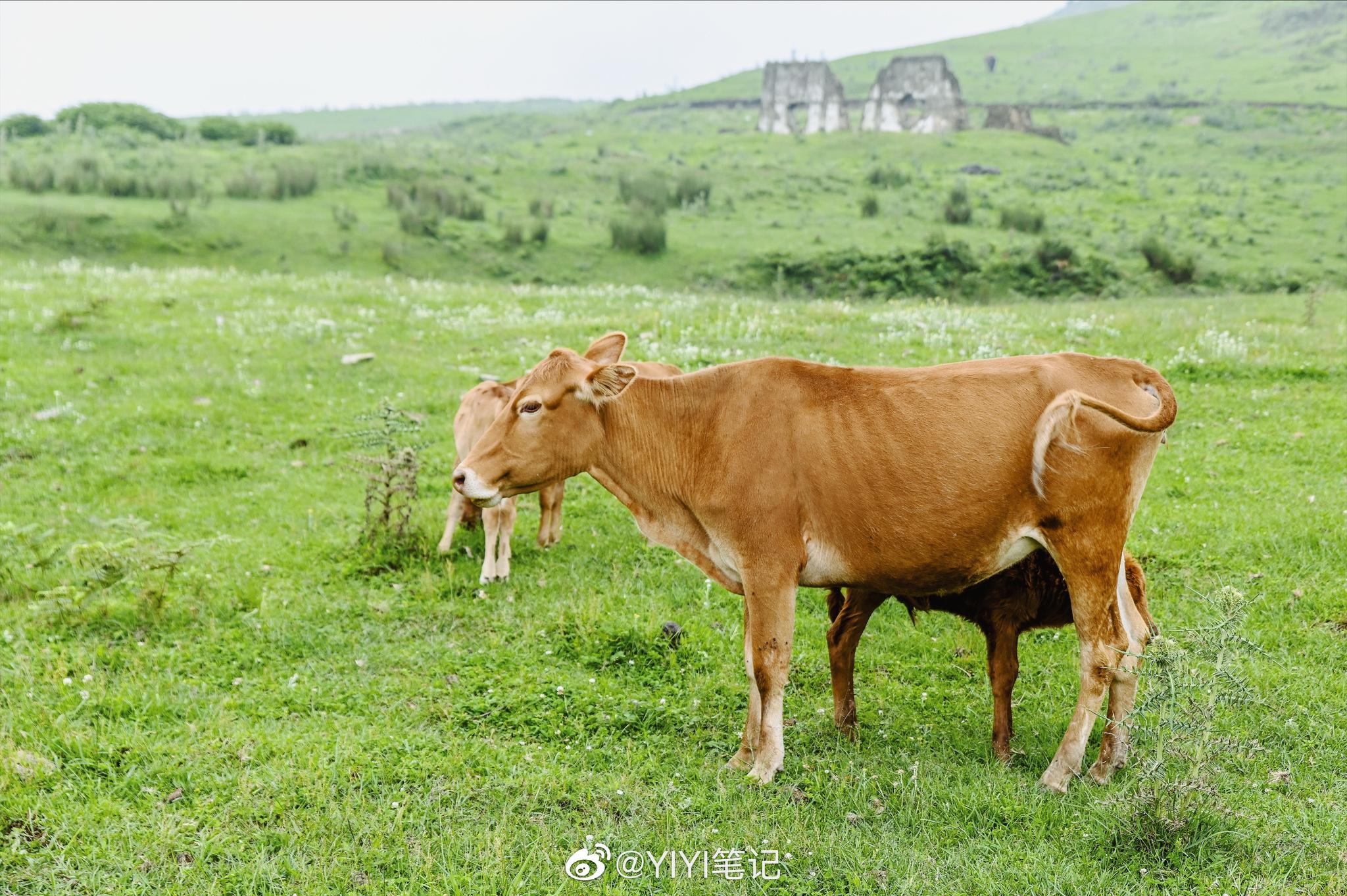 贵州面积最大的高山草场,有牛羊,有野花,有风车
