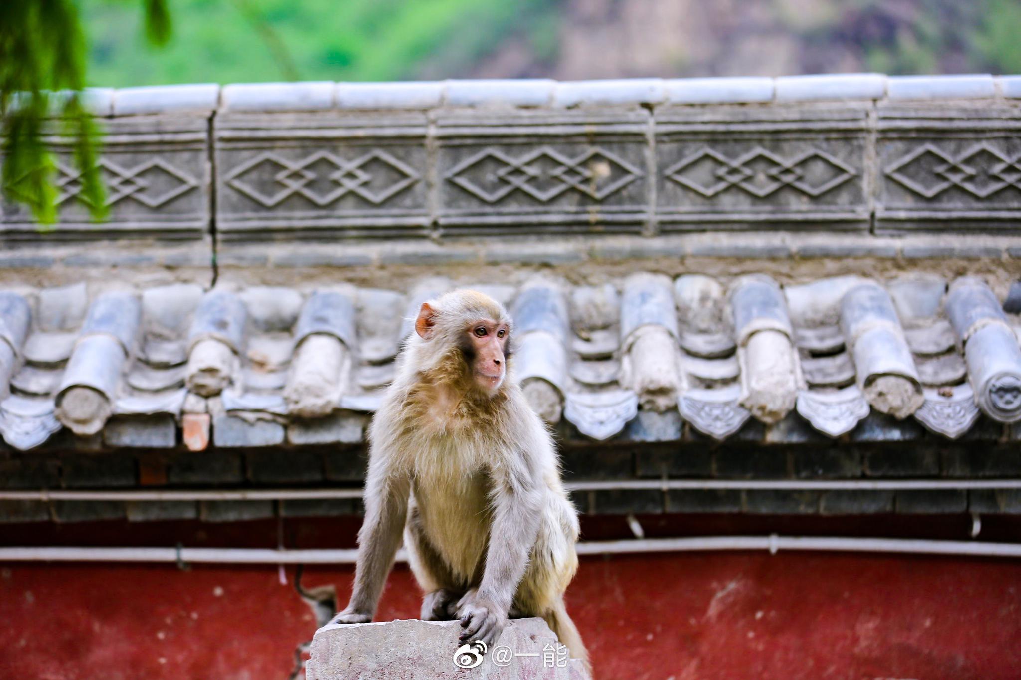 中国猴山,猕猴王国