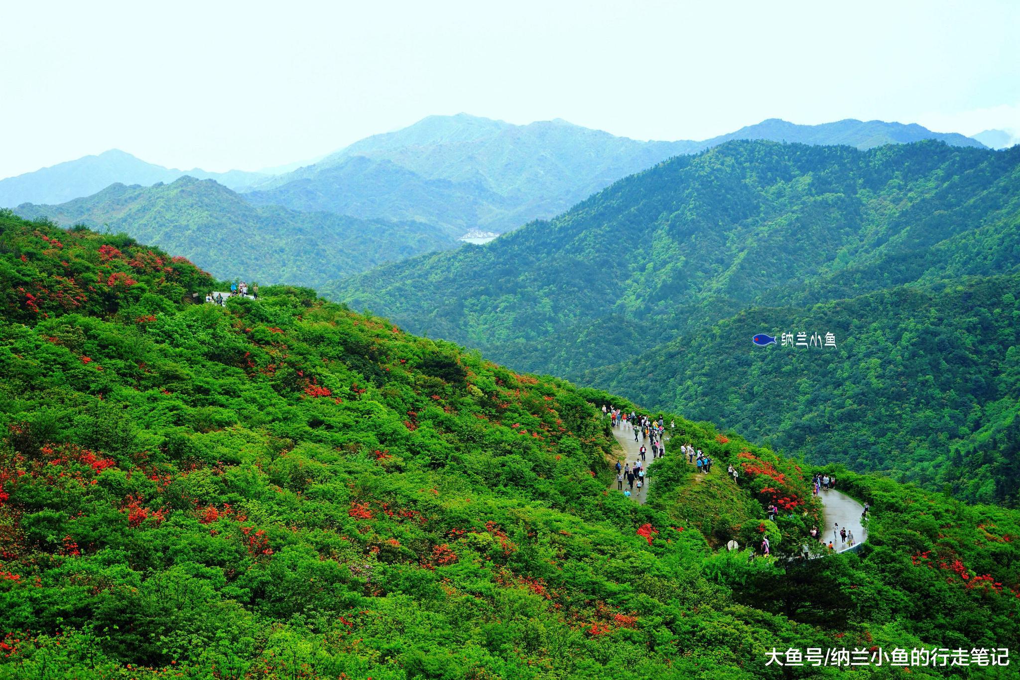 湖南永州阳明山十万多亩杜鹃花海等你来赏!