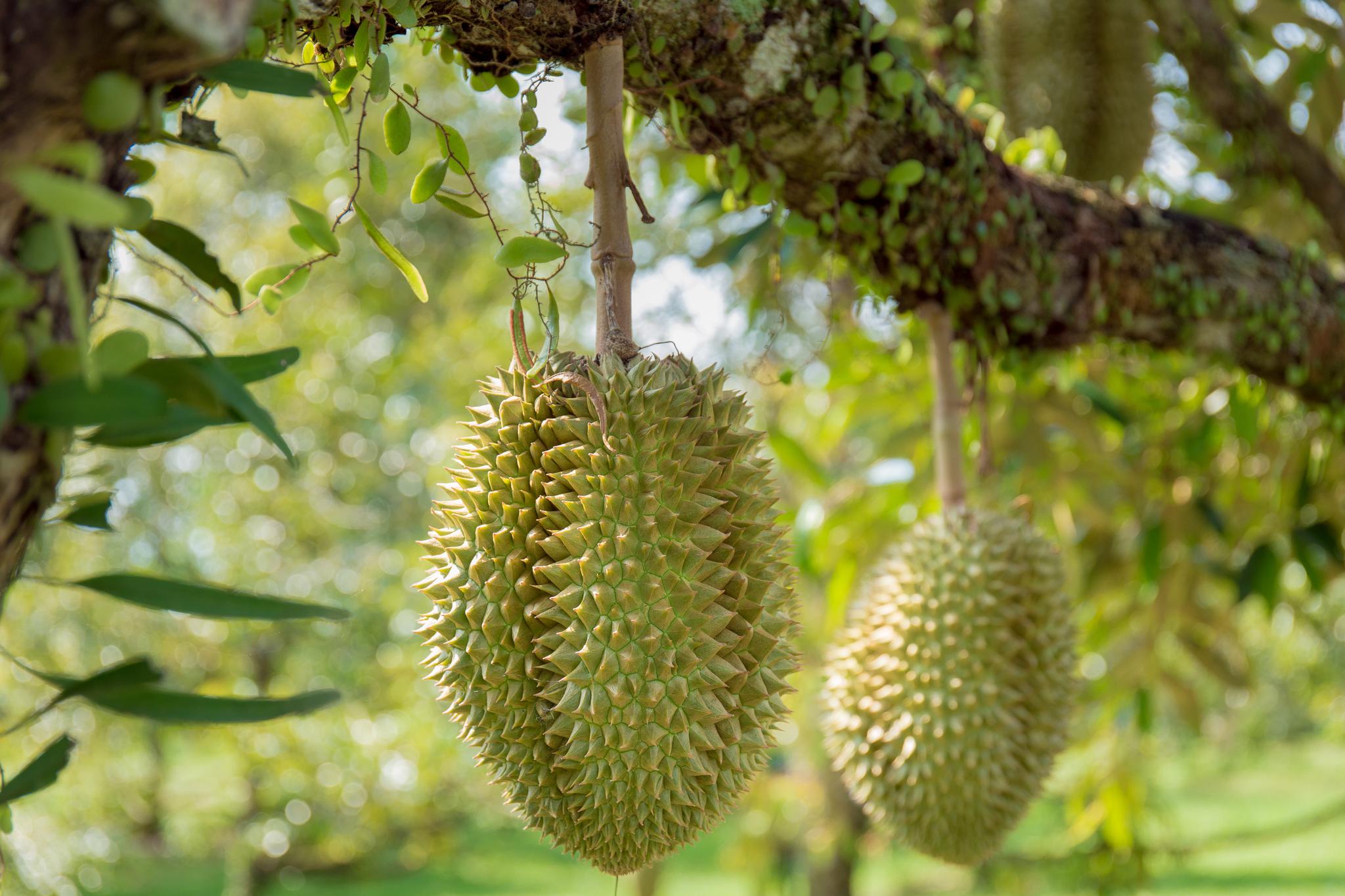又到榴莲旺季,大街上榴莲随处可见,但你见过榴莲树吗