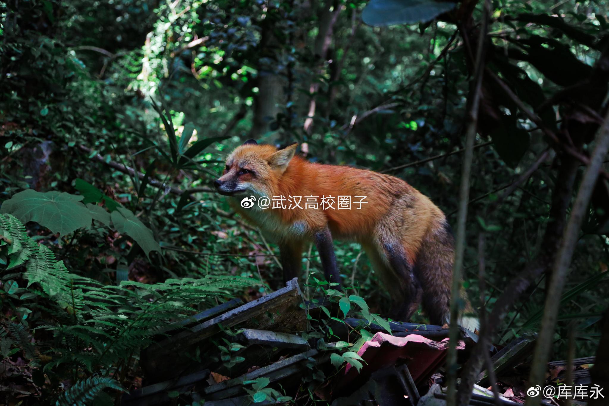 网友在珞珈山偶遇武大网红狐狸珞珞,真有灵性!