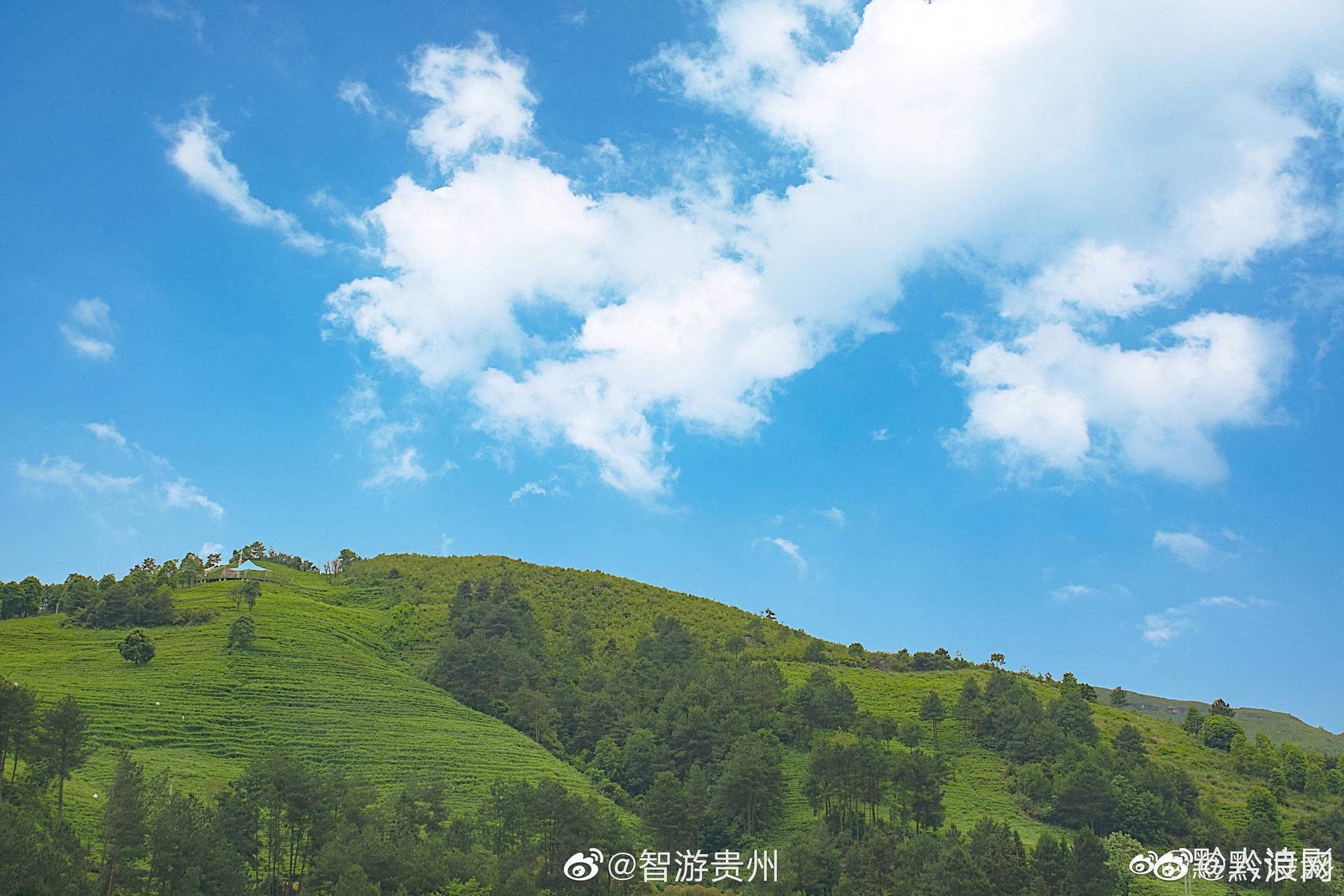 贵定云雾镇虞美人~夏游