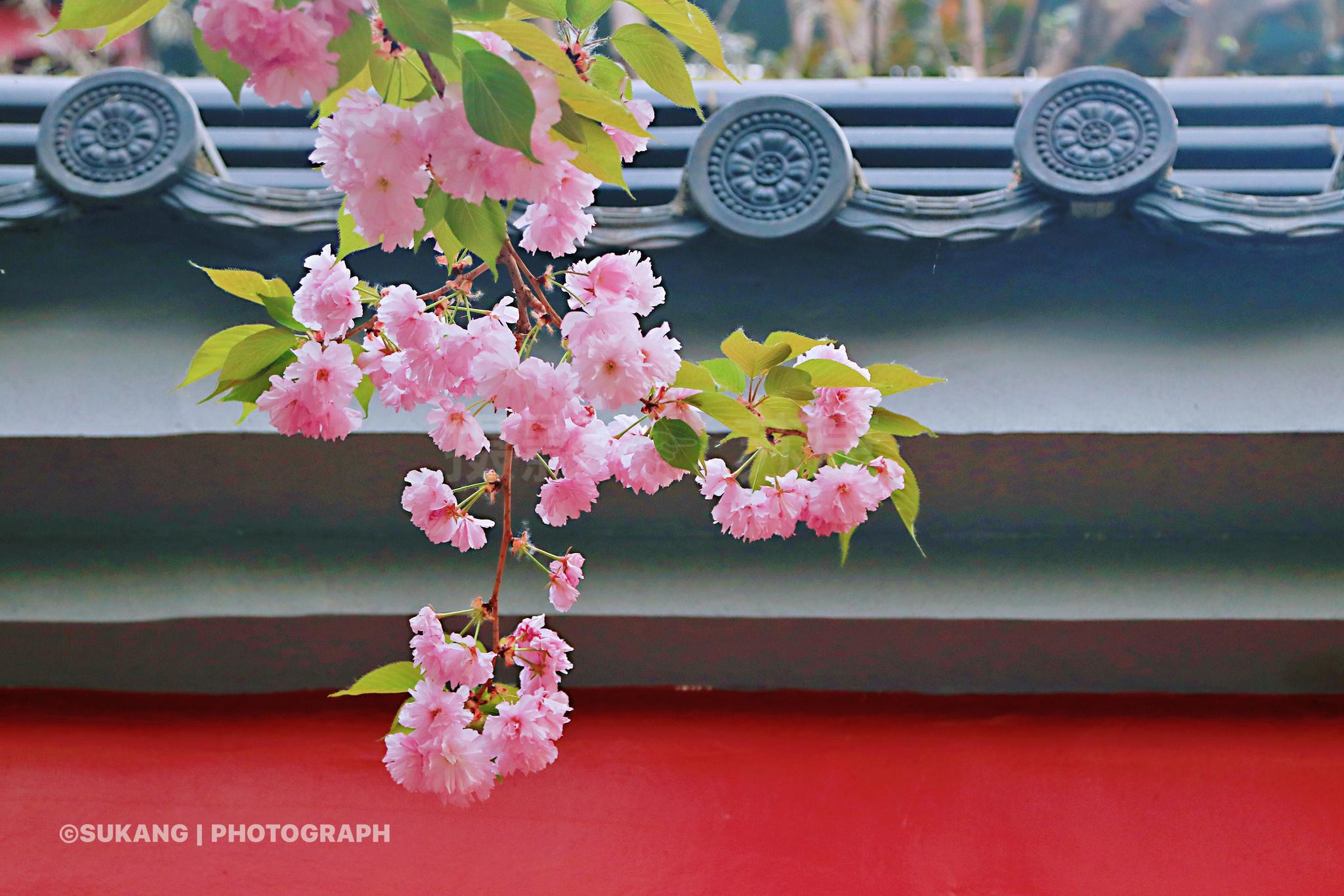 芙蓉春花又盛开,翠叶红墙樱花粉.围墙外都会开满非常美丽的樱花