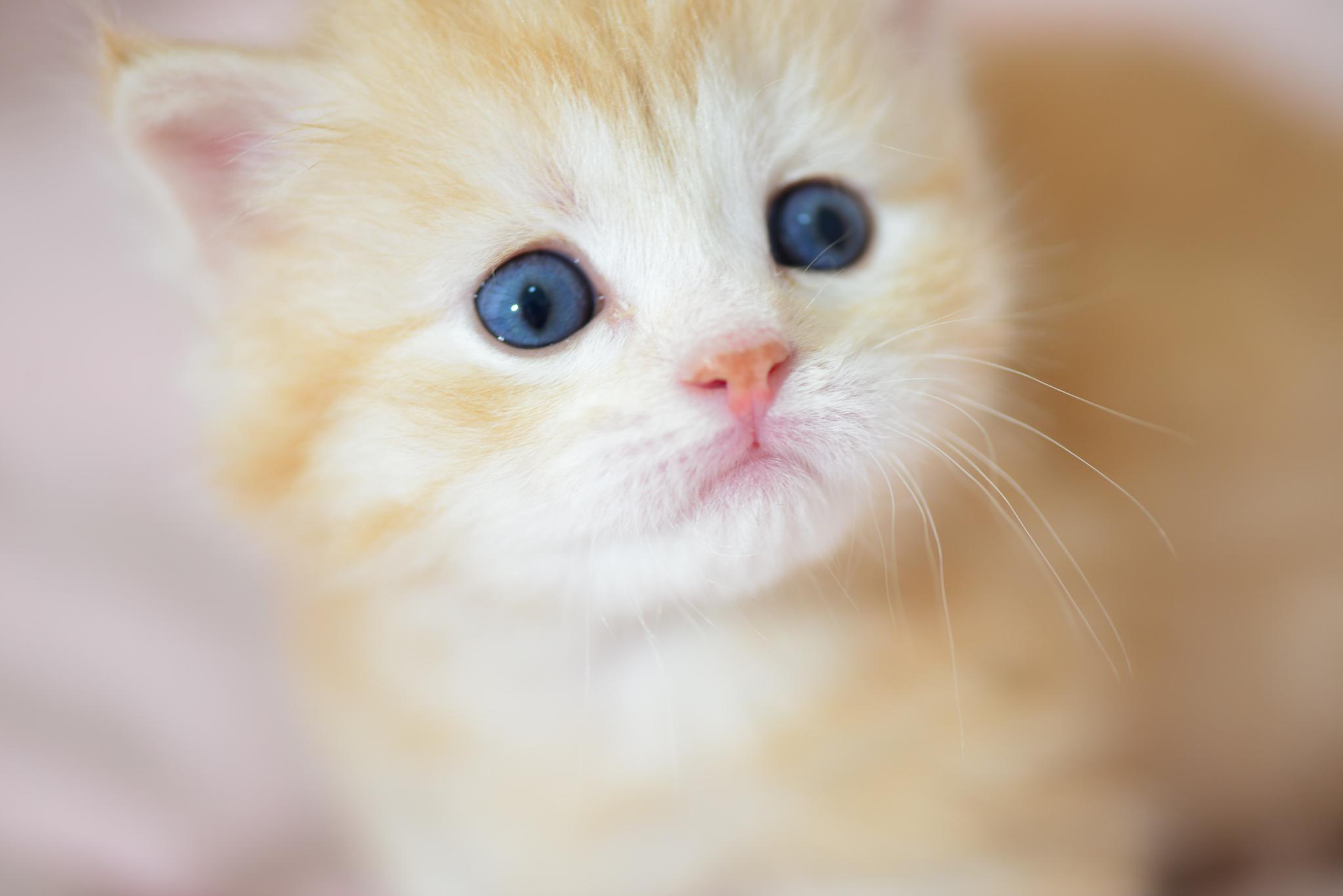 一坨奶黄色小橘猫,图二超委屈在向妈妈告状