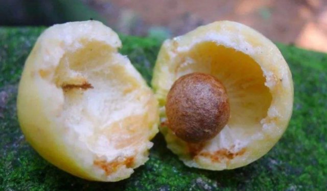 水蒲桃果是天然的解热剂,带有独特的香味,曾是农村