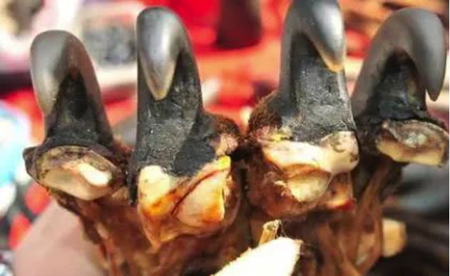 地摊上500元就能买到"虎掌"?别被骗了它们是这么做出来的!