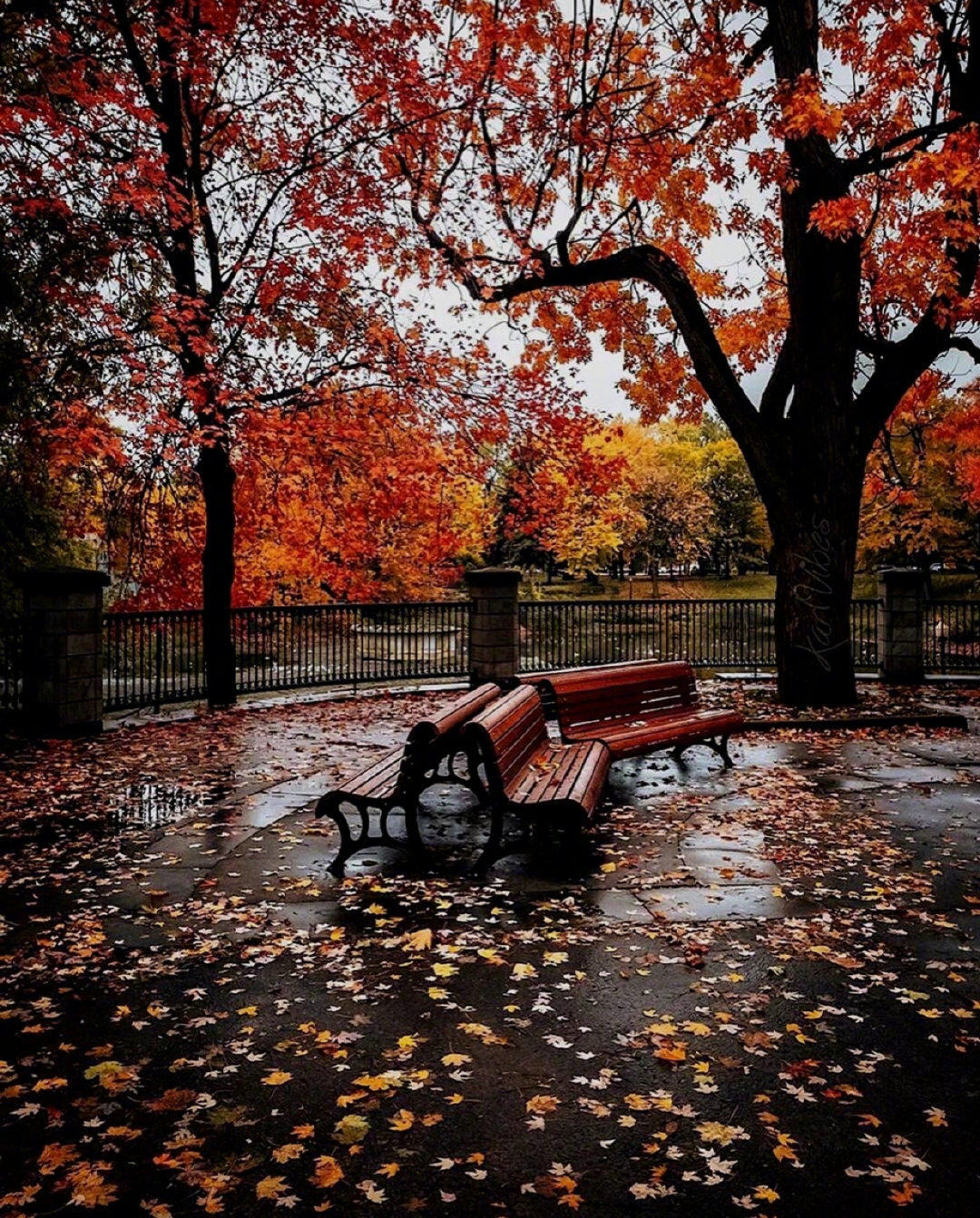 魁北克的秋天,适合失落伤心的人.