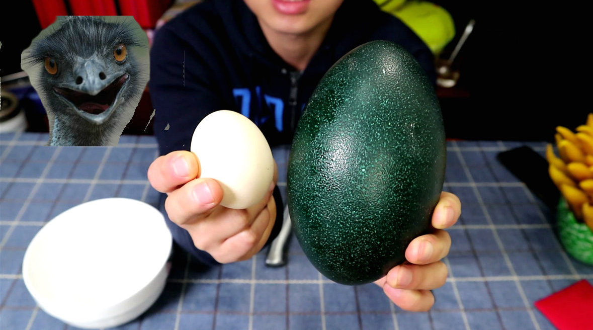 试吃168块钱一个的鸸鹋蛋,蛋都是墨绿色的,不做工艺品可惜了