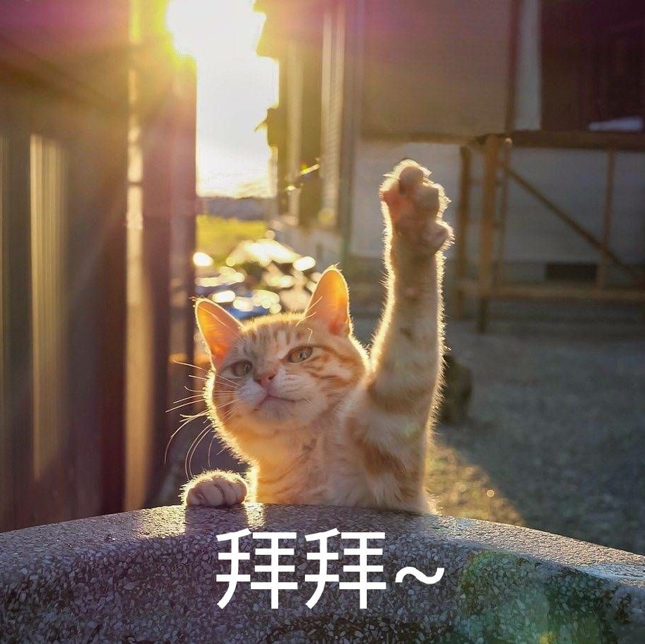 不,你不想!…拜托!人在做猫在看!流泪!拜拜…… 67