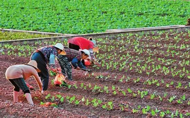蔬菜种植户注意啦,2019年种啥能挣钱?需要了解的蔬菜走势来了