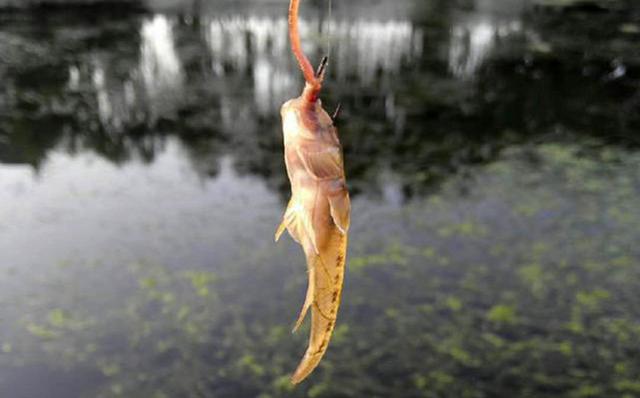 爬地虎又叫趴地狗,常趴在水底或水下的岩石壁上,鱼塘湖泊小河到处都有