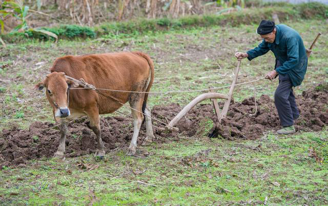 2019年是"八龙治水""五牛耕地",农民如此判断收成,你咋看?