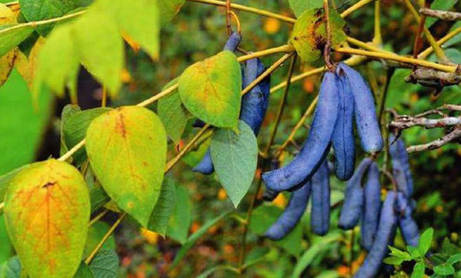 果实|八月瓜|舅妈_新浪网