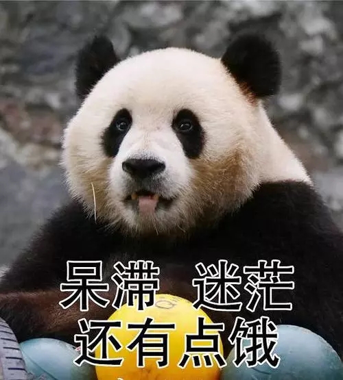 国宝熊猫思考人生我难道不是你的小可爱委屈用微笑面对生活