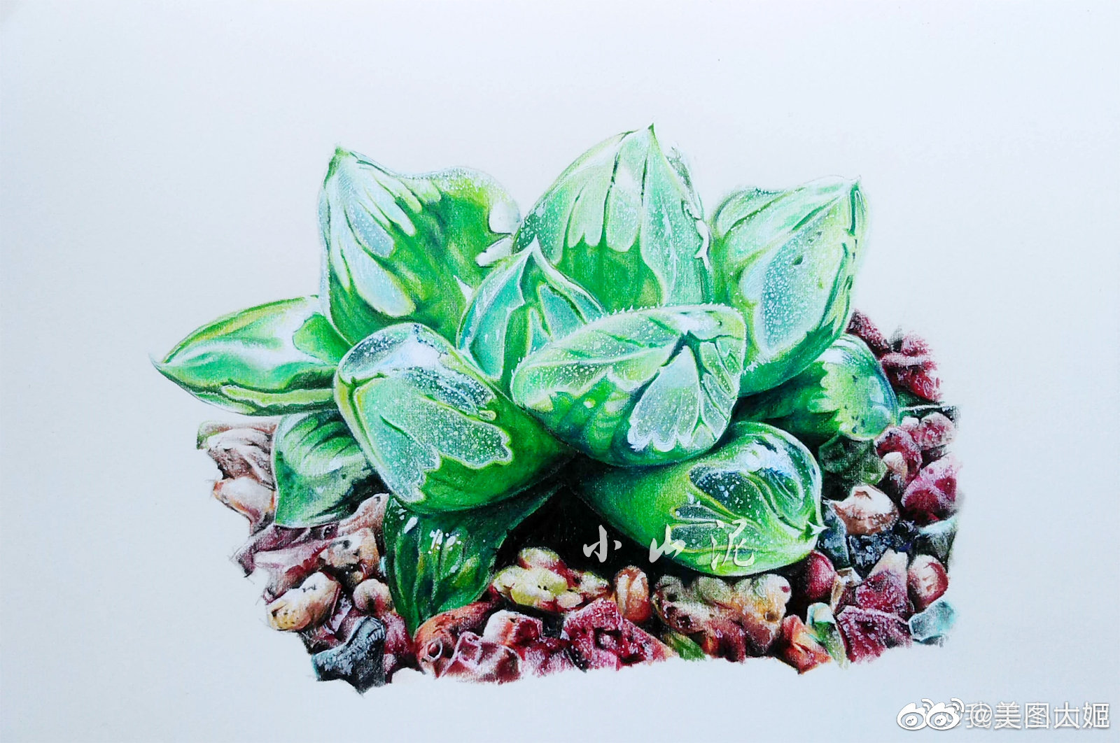 彩铅画手绘作品多肉植物作者我是小山泥
